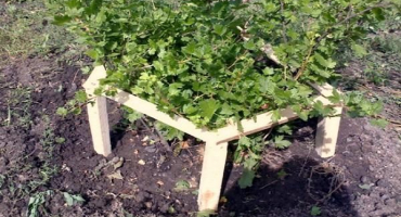 Jak pěstovat a pečovat o angrešt pro dobrou úrodu